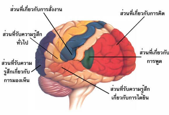 สมองมนุษย์