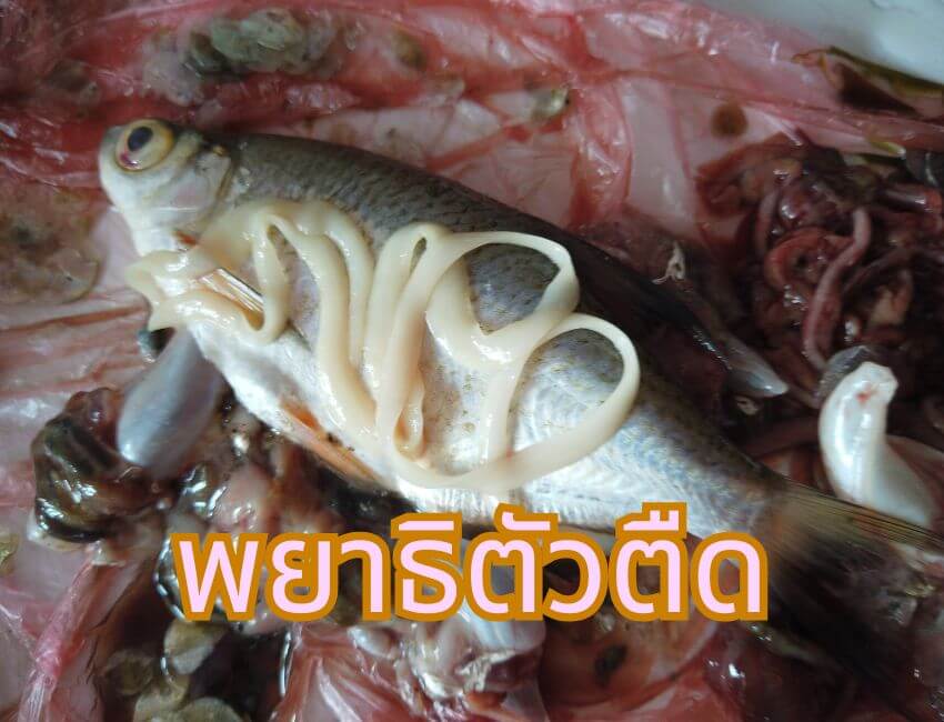 พยาธิตัวแบน