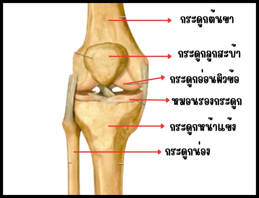 โครงสร้างกระดูกเข่า