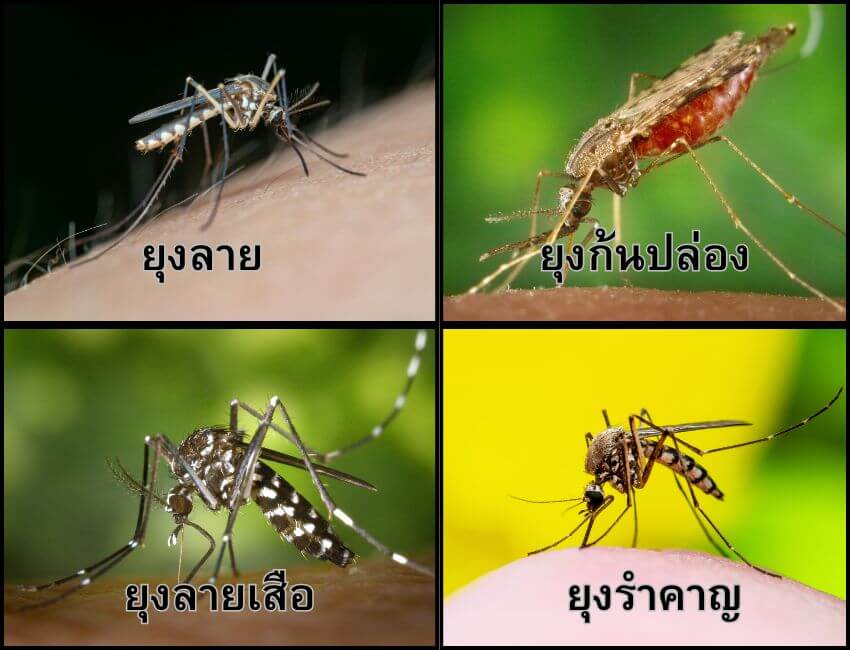 ชนิดของยุงในประเทศไทย