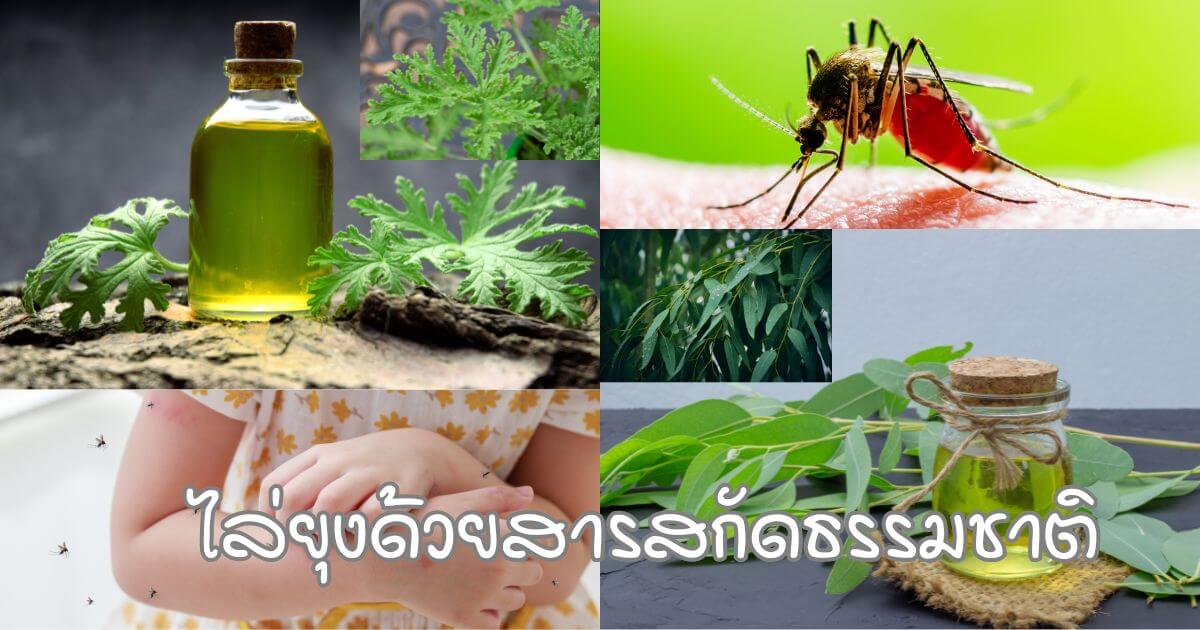 สารสกัดธรรมชาติไล่ยุง