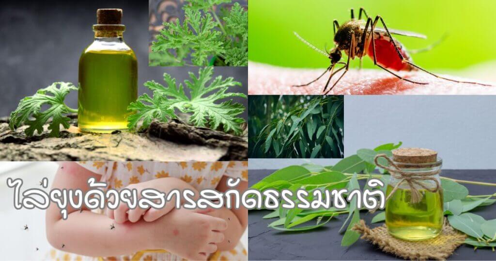 สารสกัดธรรมชาติไล่ยุง