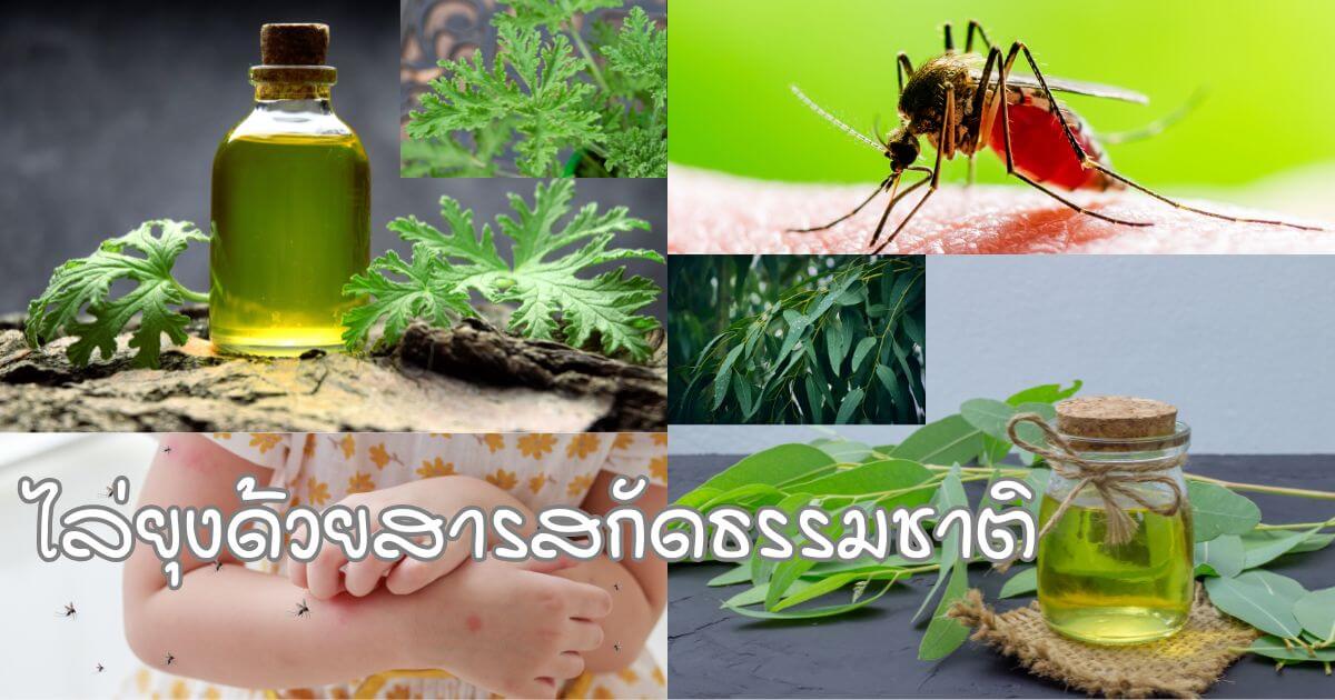สารสกัดธรรมชาติไล่ยุง